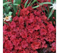 Heuchera Cherry Cola (9cm)