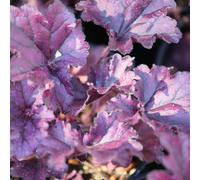 Heuchera Forever Purple Coral Bells Outdoor Perennial Garden Plants in Plant Pot