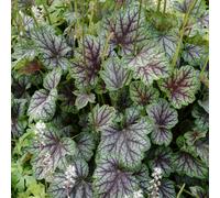 Heuchera Green Spice (9cm) - Silver-Green Leaves with Burgundy Veins, Pale Pink Spring Blooms - Hardy Perennial - 9CM_HEUGSP_#1