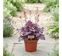 Heuchera 'sugar Plum' - 13Cm Pot