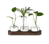 Hewory Terrarium Plant Propagation Station: Desktop Glass Terrarium Hyacinth Bulb Vase, Avocado Vase Hydroponics Propagators for Plants, Small Glass Vase for Plant Gifts, 3pcs