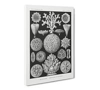 Hexacorallia Coral Vol.1 By Ernst Haeckel Canvas Print | Gallery Wrapped 30mm Frame Wall Art | 20x14 inches | Ready to Hang | Surrealist Picture | Living Room Bedroom Lounge Office
