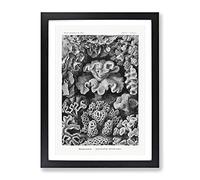 Hexacorallia Coral Vol.2 By Ernst Haeckel Vintage Framed Wall Art Print, Ready to Hang Picture for Living Room Bedroom Home Office Décor, Black A4 (34 x 25 cm)