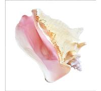 HEYDGBBZ Conch Shell Decor, 1pcs Pink Queen Conch Seashell by Beach Decor Sea Shell,(9-10cm)