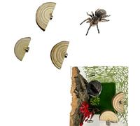 Heyshapeing 3 Pack Natural Wood Jumping Spider Enclosure Ledges with Magnets for Spoods Jumping Spiders Magnetic Jumping Spider Accessories (Not Included The Terrarium) (Pine Arch Shape)