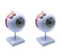Hfgdnchva 2pcs 6X Enlarged Human Eye Anatomical Model,Anatomically Accurate Eye Model Human Eye Anatomy