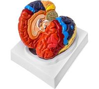 HGAYUBDV Human Color Zone Brain Model, Medical Gift, 2 Part Anatomical Neuroscience Brain Model, Arteries Detachable Brain Amygdala Model for Teaching Science Classroom Learning Display.