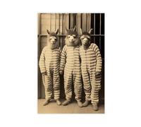HGFH5TD Alpacas in Prison Wearing A Striped Suit, Funny Vintage Animal, Retro Alpaca Photograph, Vintage, Canvas Wall Art Print Poster For Home School Office Decor 20x30inch(50x75cm)