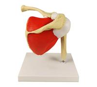 HGZLQKD Shoulder Joint Model Supplies Multifunction Skeleton Model Teaching Tool for Learning Researching Training Display