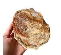 HHCTEBEC Natural Petrified Wood Slices, Petrified Jade Raw Stone Slices Landscape Stone Strange Stone Tea Coaster Base Home Decoration,200~300g