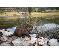 Hi-Line Gift Ltd AMERICAN BEAVER CUB STATUE