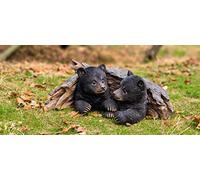 Hi-Line Gift Ltd. BLACK BEAR CUBS HIDING UNDER LOG STATUE