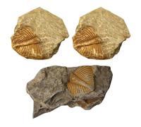 HIAKDOFT 3Pcs Trilobite Remains Specimens Set Real Paleontology Rocks Kit Educational Teaching Props for Collectors Desktop Decoration