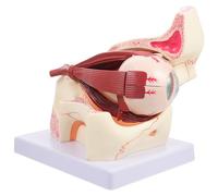 HIAKDOFT 3x Enlarged Human Eye Anatomy Model with Orbital Structure, Medical Eyeball Pathological Model for Teaching and Study, Professional Anatomical Apparatus for Medical Education