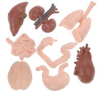 HIAKDOFT 8Pcs Human Organ Model Realistic Anatomy Teaching Tools for Classroom Medical Education Brain Heart Intestines Kidney Prop Kit