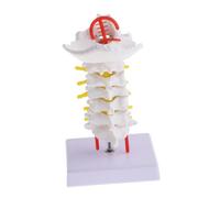 HIAKDOFT Cervical Spine Anatomy Model with Carotid and Nerve Branches Medical Teaching Prop for Doctors and Students Smooth Surface for Classroom and Study Aid Realistic Vertebral Column
