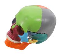 HIAKDOFT Color Coded Human Skull Anatomical Model for Anatomy Study Detachable Cranial Sections for Science Classroom Education Realistic Organ Model Teaching Aid for Medical Learning