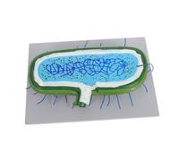 HIAKDOFT Human Hepatocyte Cell Model Educational System for Medical Teaching Interactive Anatomical Cell Culture Simulation with Detailed Organelles Biology Learning Aid