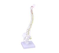 HIAKDOFT Medical Training Spine Model for Students Nurses Doctors PVC Human Spine Anatomy with Nerve Roots Arteries Intervertebral Discs for Practice and Teaching
