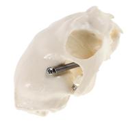 HIAKDOFT Realistic Cat Skeleton Model Portable Anatomical Skull for Study and Classroom Display with Detailed Feline Physiology Teaching Support and Craftsmanship
