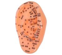 HIAKDOFT Realistic Ear Acupuncture Model with Clear Chinese Markings Ear Reflexology Zone for Nursing Training and Massage Practice Educational Tool for Traditional Chinese Medicine