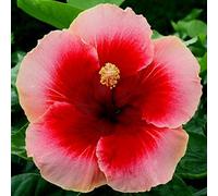 Hibiscus 30ml Dosage Flower Essence Prepared from FES Stock essences