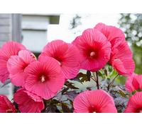 Hibiscus Moscheutos Carousel Pink Passion Plug Plant Perennial