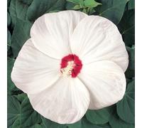 Hibiscus 'Nippon White'. Plug Plant x 3. Large trumpet shaped flowers. Perennial for pollinators. Available from Bedwen Plants