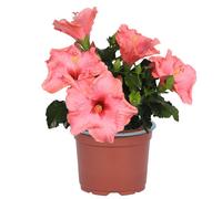 Hibiscus Rosa-Sinensis St. Catalina Tropical Plug Plant