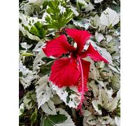 Hibiscus Rosa-Sinensis Variegata Plug Plant Tropical Hibiscus