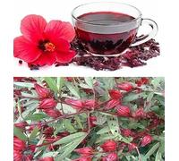 Hibiscus seeds 30+ Sabdariffa Roselle