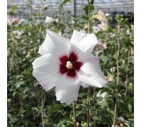 Hibiscus Shintaeyang Trumpet-shaped Pink-flushed White Flowers with Dark Red Blotch Late Summer to Autumn 2x 10 Litre Pots (60cm Height) by Thompson and Morgan