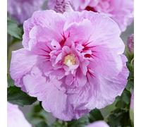 Hibiscus Syriacus Lavender Chiffon | Flowering Garden Shrub | 20-30cm (incl Pot)