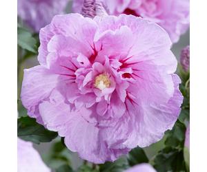 Hibiscus Syriacus Lavender Chiffon | Flowering Garden Shrub | 20-30cm (incl Pot)