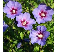 Hibiscus syriacus 'Oiseau bleu' 2L