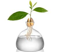 Hiceeden Avocado Seed Starter Vase Planter, 15×15cm Clear Avocado Tree Growing Kit Pot, Medium Avocados Vase Grow Glass Plant Pot Gift for Indoor Outdoor