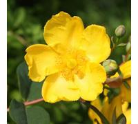 Hidcote St. John's Wort Shrub Plant Hypericum x Hidcoteense 2L Pot Plant Theory Green One Size