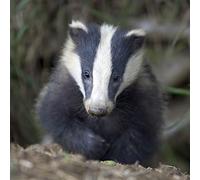 Hidden Nature Badger Greeting Card with Sound / Noise,Multi colour,16.5cm x 16.5cm
