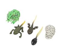 Hidyliu 5 Pcs Lifelike Tadpole Growth Cycle Model Set for Home Education and Classroom Learning, Realistic PVC, Safe Materials