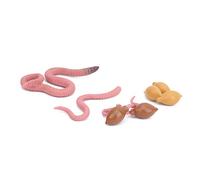 Hidyliu Growth Cycle Model Toy - Engaging 4 Stage Life Cycle Educational Set for Children - Safe Non- Materials