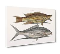 Hig Fish & Shad Fish by Mark Catesby Canvas Print | Gallery Wrapped 30mm Frame Wall Art | 30x20 inches | Ready to Hang | Modern Animals Picture | Living Room Bedroom Lounge Office