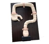 High Fidelity Colonoscopy Examination Model Human Intestine Simulator for Sigmoidoscopy Training and Teaching