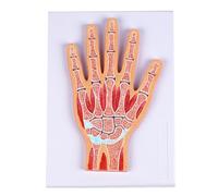 High Precisions 3D Printed PVC Anatomical Wrist Joint Model with Detachable Layer for Medicals Education and Training Wrist Joint Anatomy Model