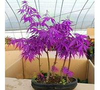 High-Q Purple Japanese Ghost Maple Bonsai Acer Seeds Rare Unusual Stunning Garden Plant (10 seeds)