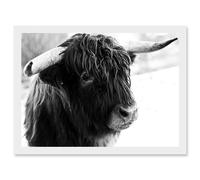 Highland Cow Bull Horns Black White Photo A4 Artwork Framed Wall Art Print Artery8 White One Size
