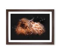 Highland Cow in The Shadows Paint Splash Framed Print | A2 Walnut Framed Wall Art | Ready to Hang | Modern Animal Picture | Living Room Bedroom Lounge Office
