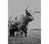 Highland Cow Scotland HDR Black White Wall Art Print