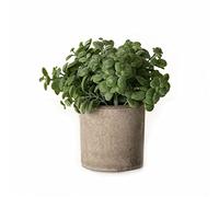 Hill Interiors Basil Artificial Plant (15cm x 16cm x 16cm) (Green)
