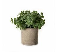 Hill Interiors Basil Artificial Plant - Green - 15cm x 16cm x 16cm - Green - 100% Mixed