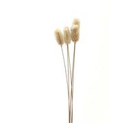 Hill Interiors Bouquet Of Dried Tall Thistle Artificial Plant - L12 X W12 X H60 Cm - White